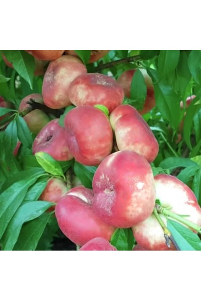 Persica var. nucipersica ‘Concettina’